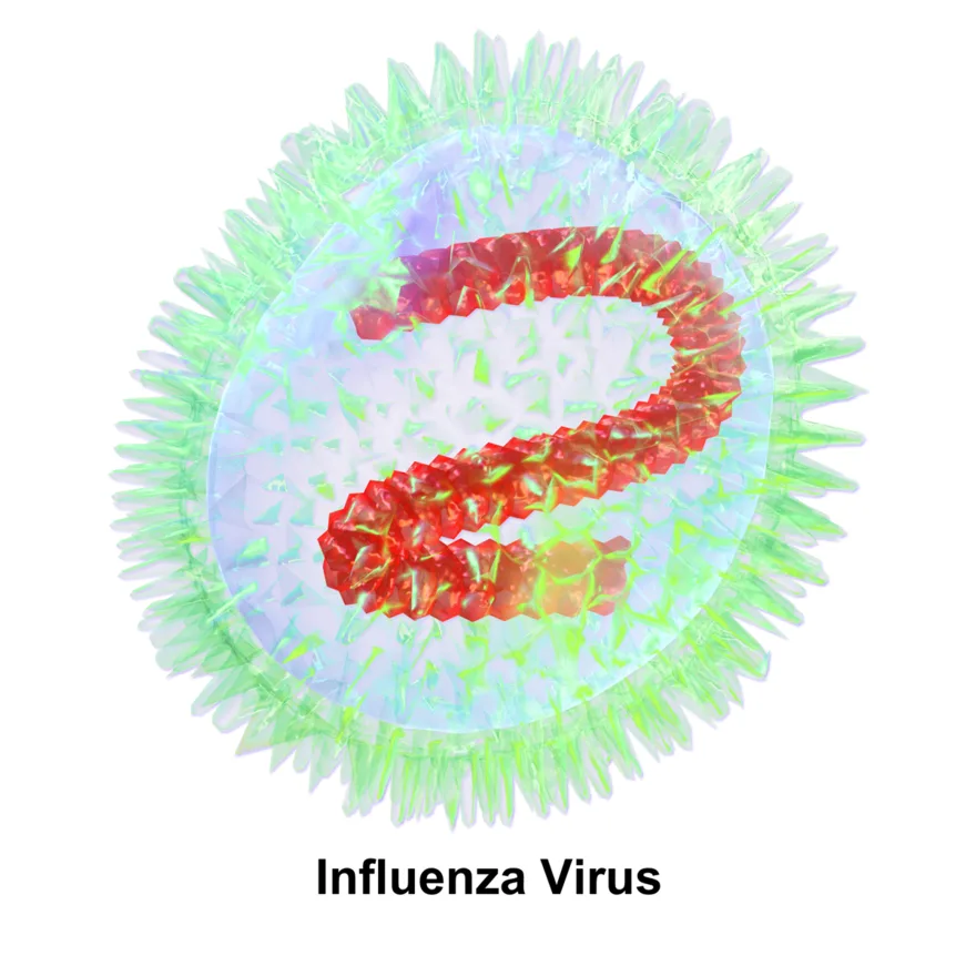 Influenza virus